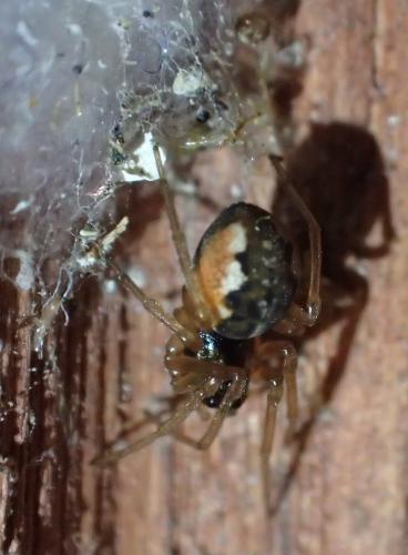 Pachygnatha degeeri